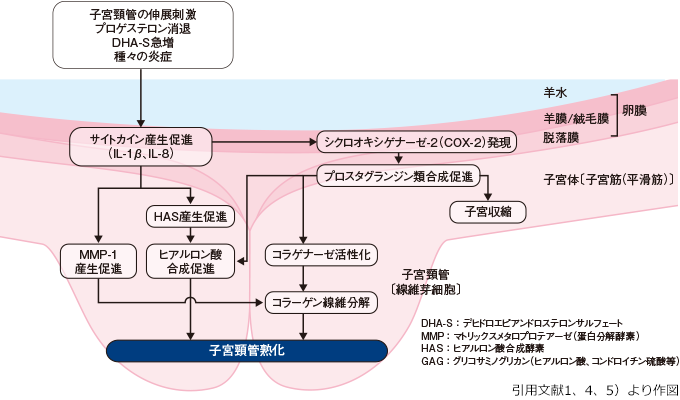 図：子宮頸管熟化機構の概略